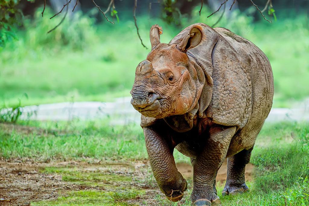 Delhi Zoo