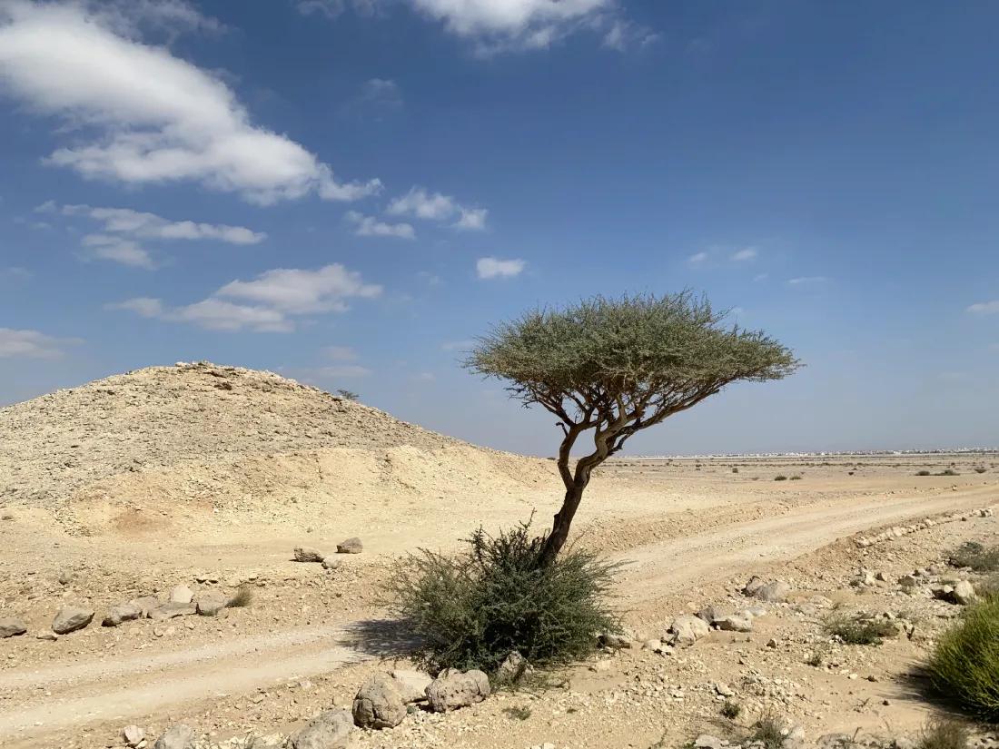 15 attrazioni di Al Ain da vedere