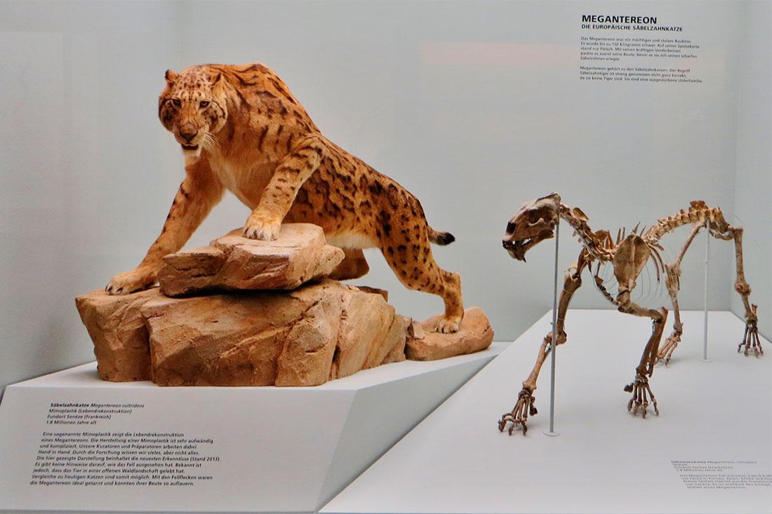 Basel Natural History Museum