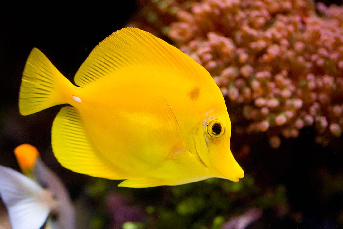 Birch Aquarium