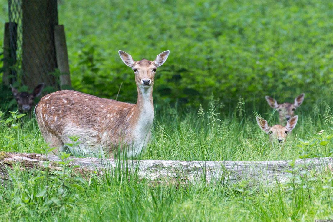 Tiergarten Nature Reserve