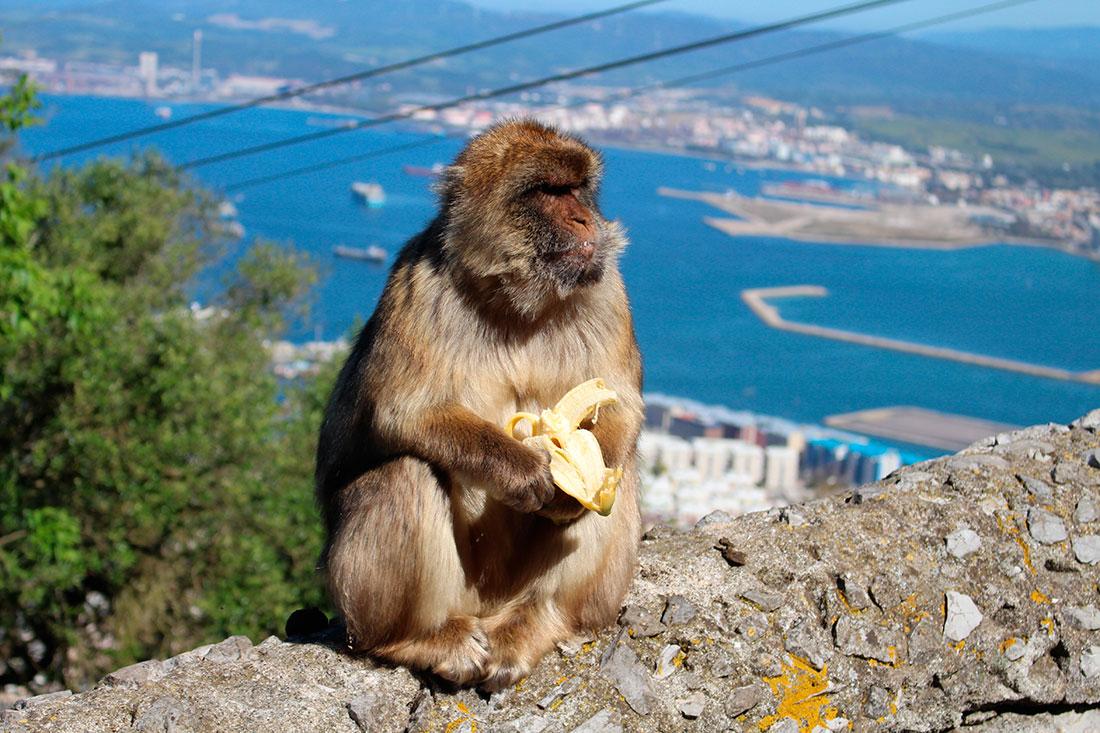 Barbary Macaque Colony