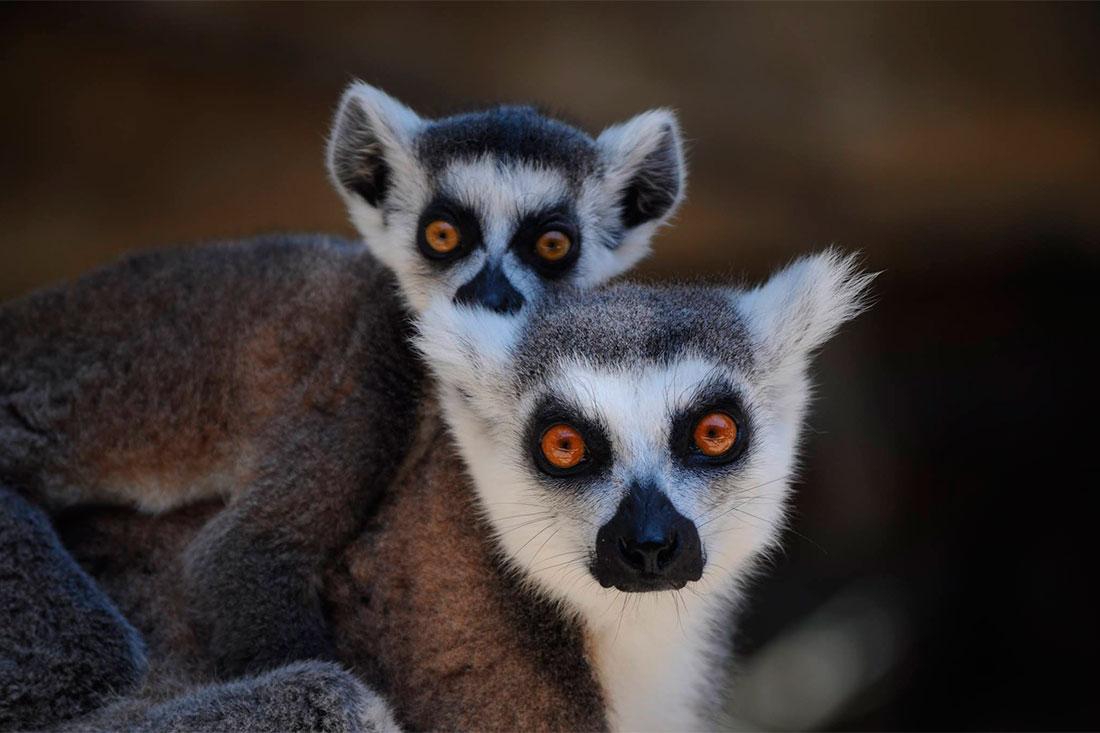 Limassol Zoo